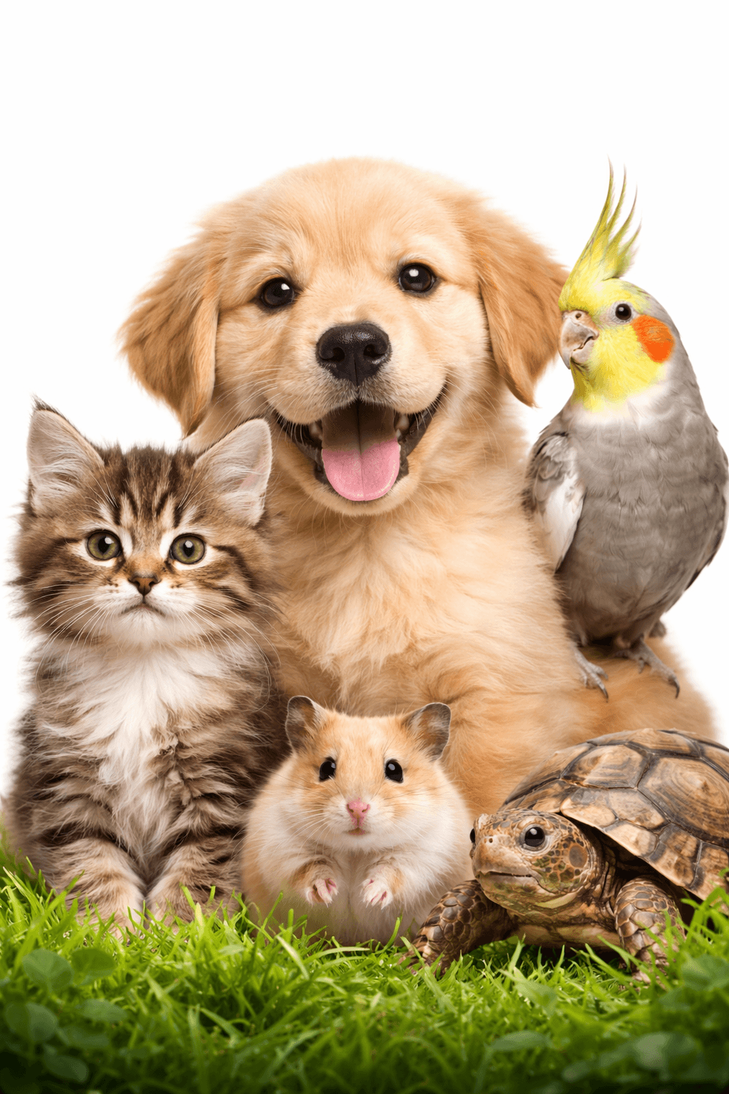 Comunidade de pets do PetBook